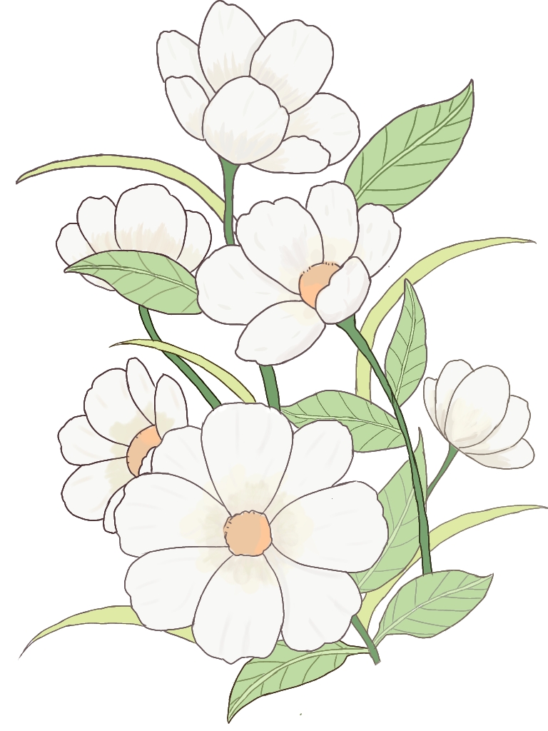 白色花朵 线描插画