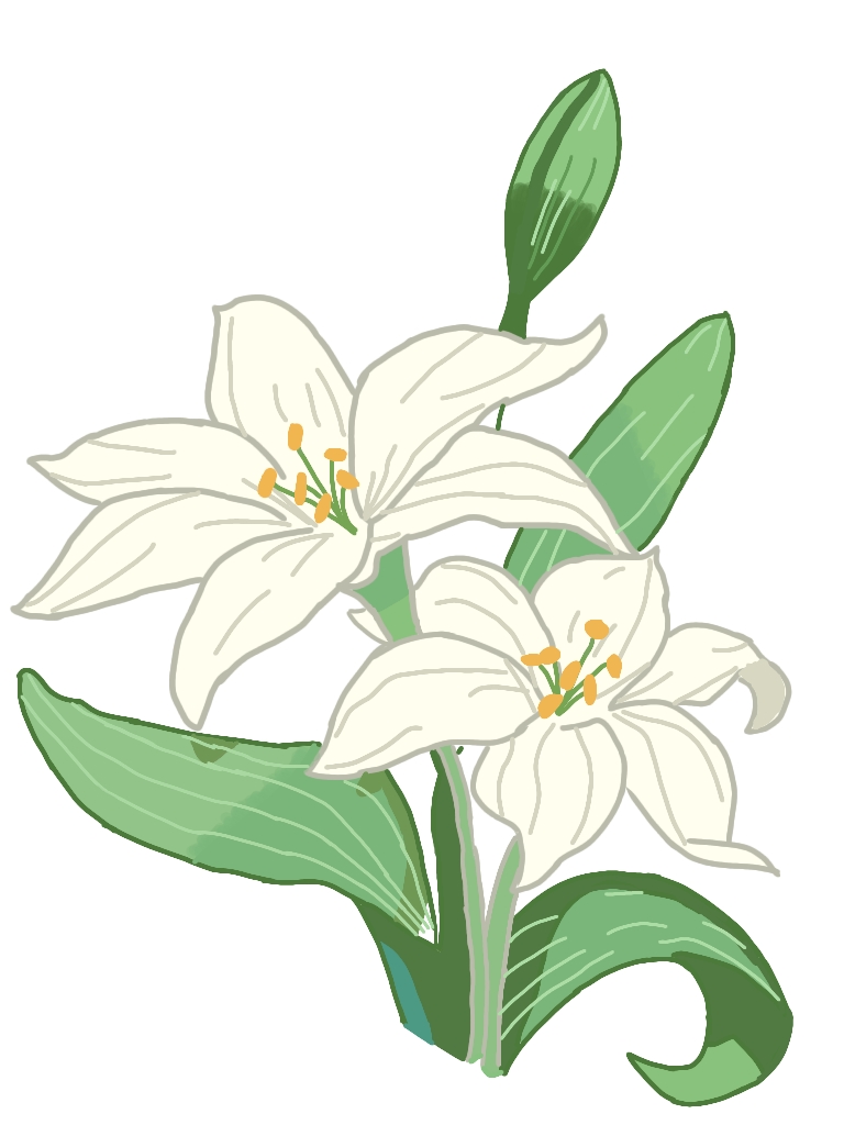 百合花 线描插画